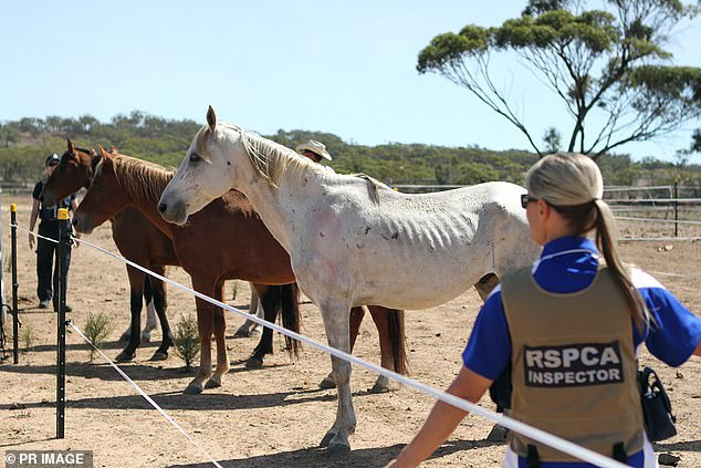 RSPCA NSW racehorses are sent to slaughter reports the Daily Mail.