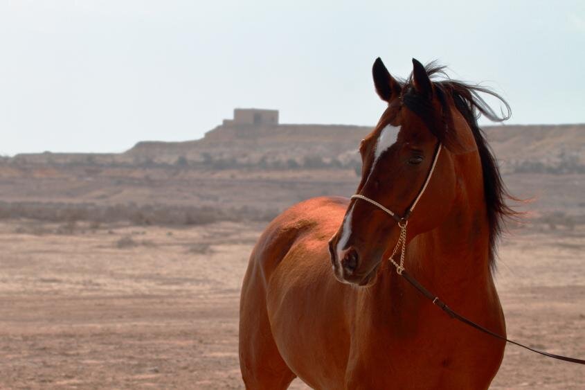 A study involving Arabian horses from 12 countries found that some populations maintained a larger degree of genetic diversity and that the breed did 
