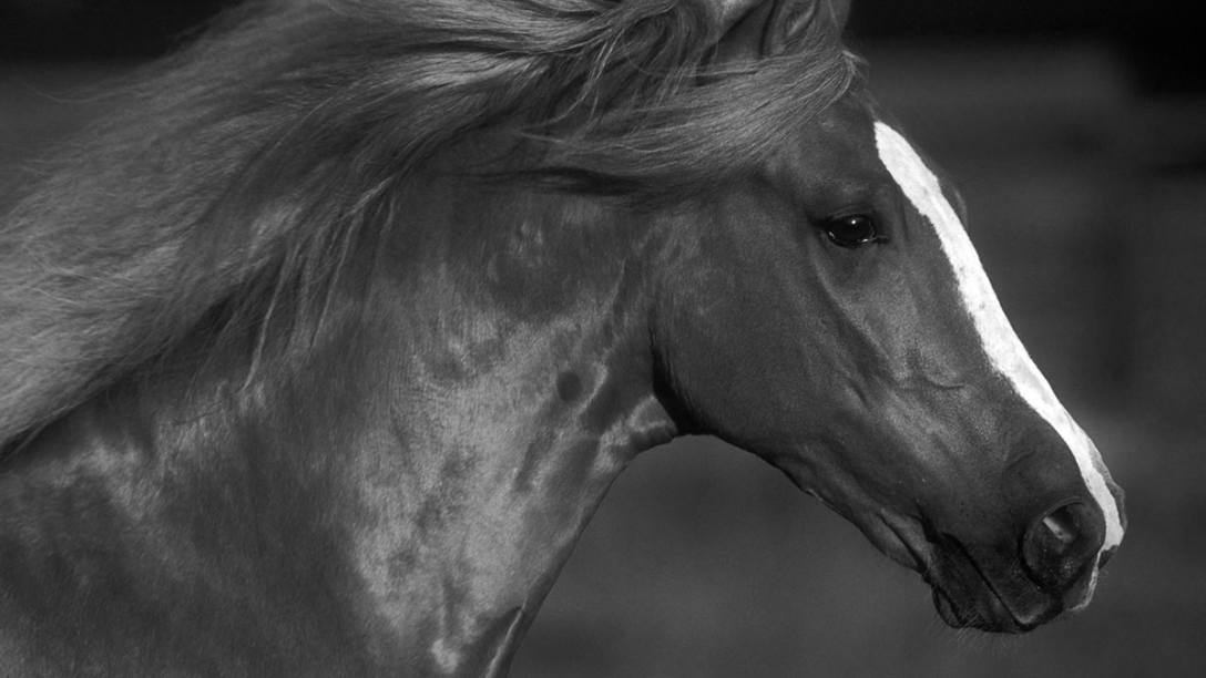 Fund for Horses signature horse. ©Bob Langrish.